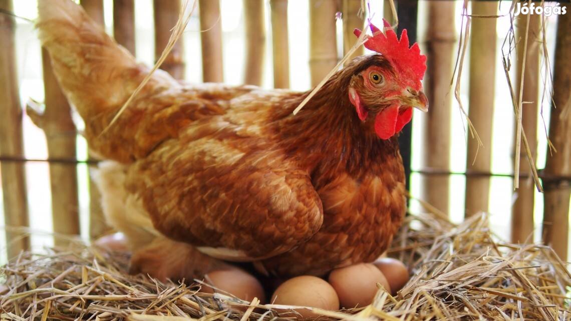 1 éves aktívan tojó tyúkok eladók.