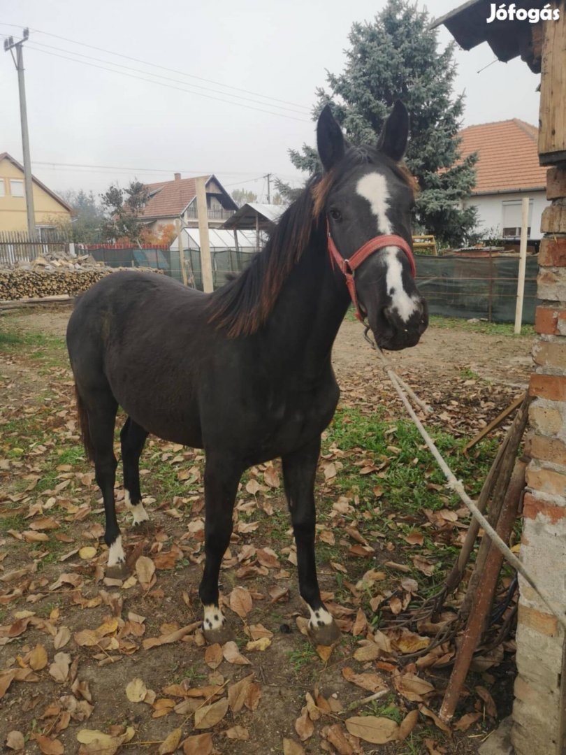 1 éves kanca csikó