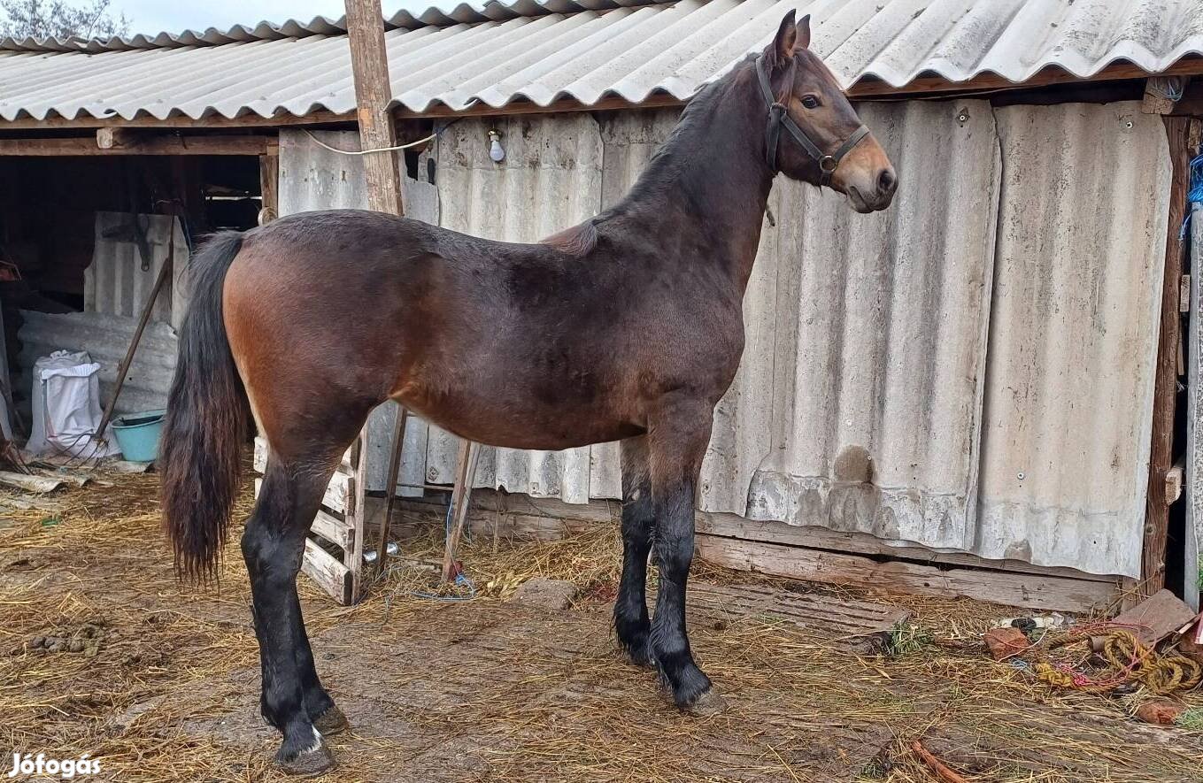 1 éves kanca csikó eladó 