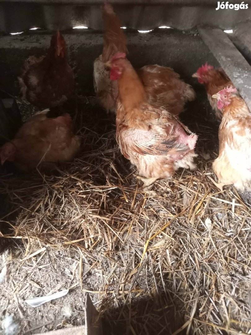 1 éves tojó tyúkok