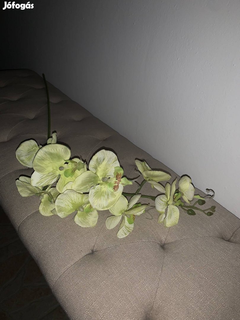 1 m Hosszú Orchidea eladó
