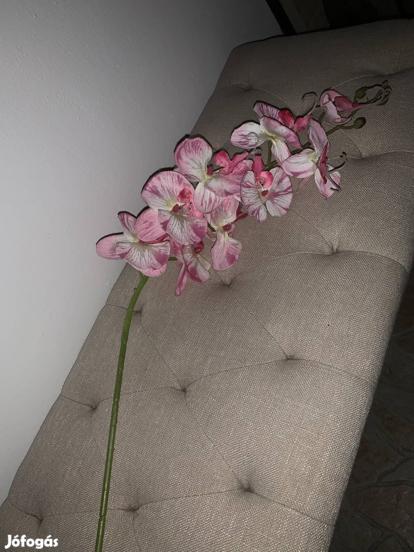 1 m hosszú orchidea eladó