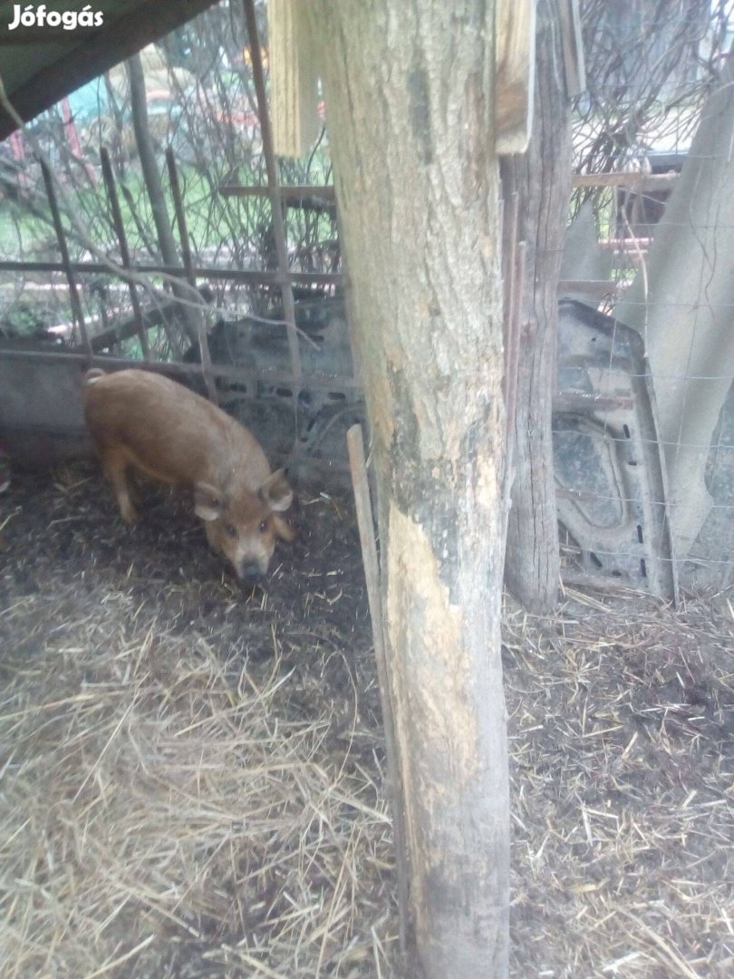 1db Leányzó malac eladó