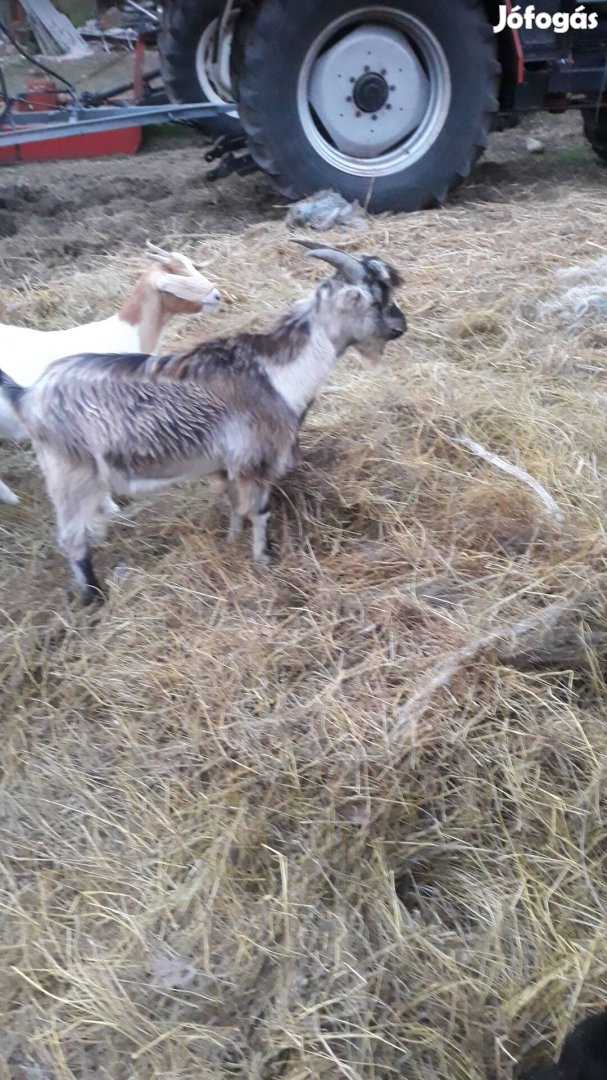 1éves bak kecske aktiv csere érdekel