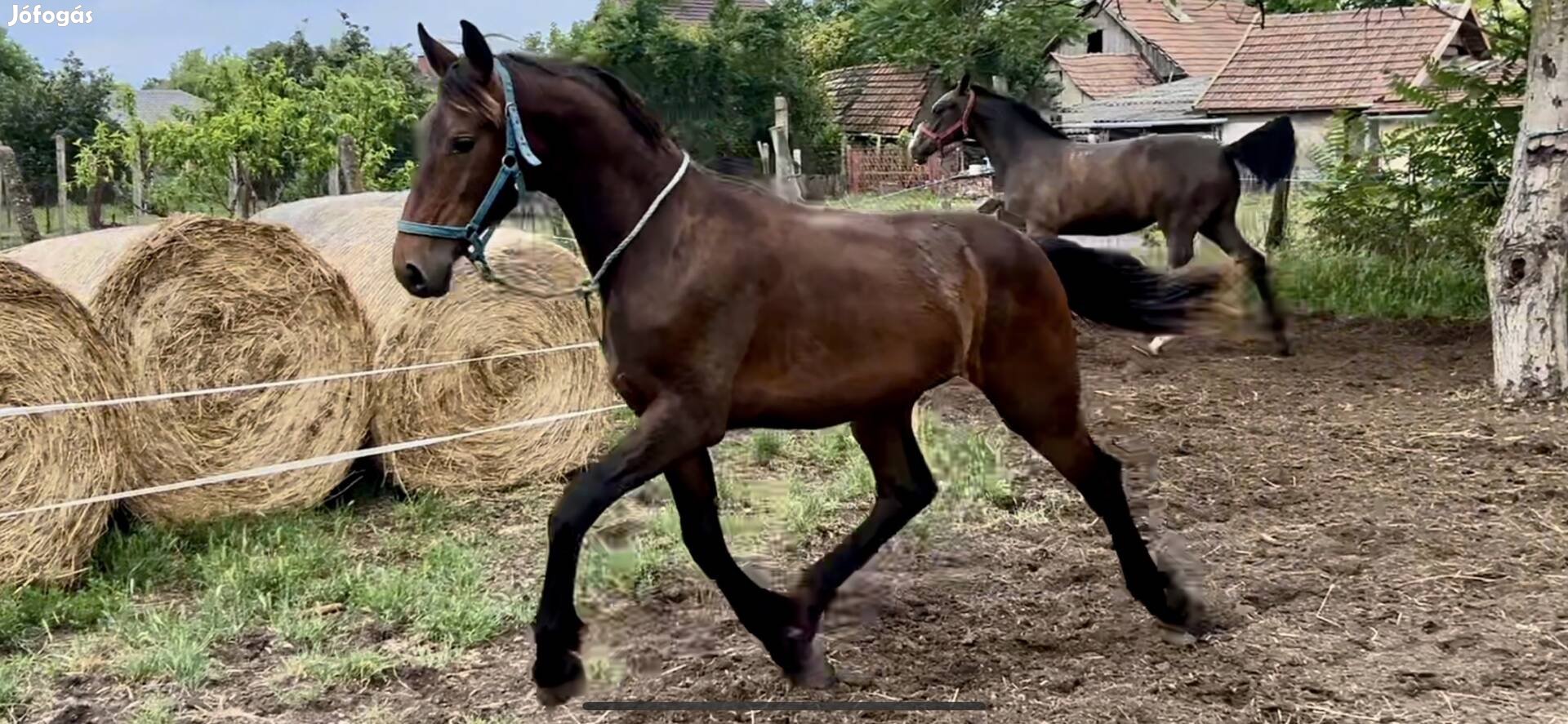 1éves holland sport csikó