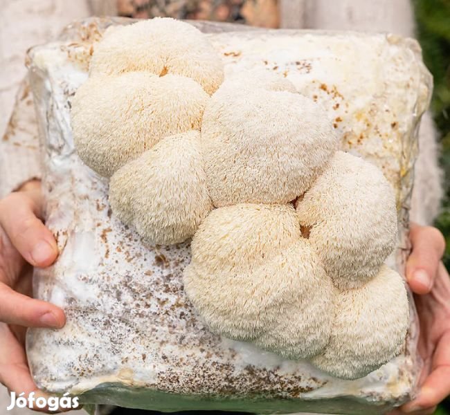 1kg Friss Süngomba, Oroszlánsörénygomba 6312