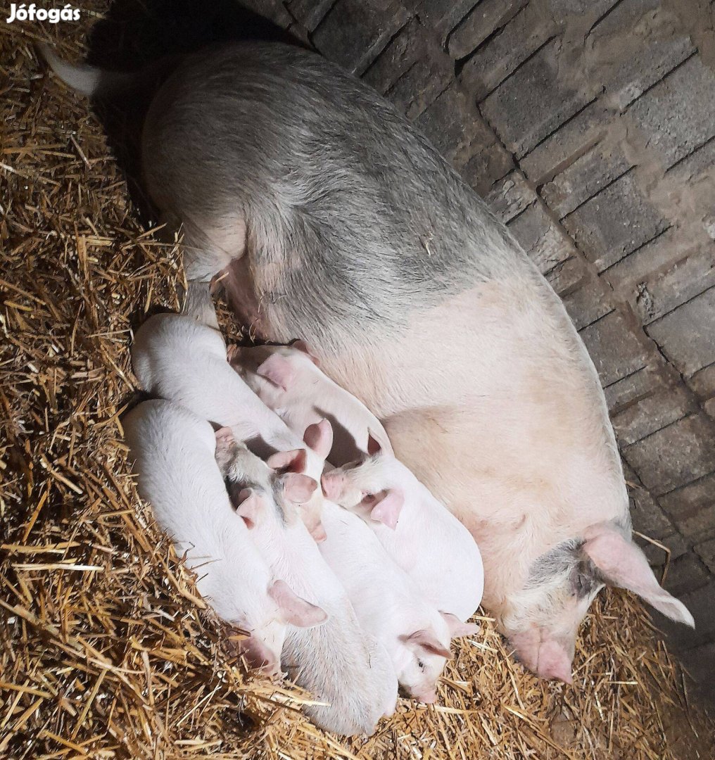 1x fialt Nagyfehérxduroc koca