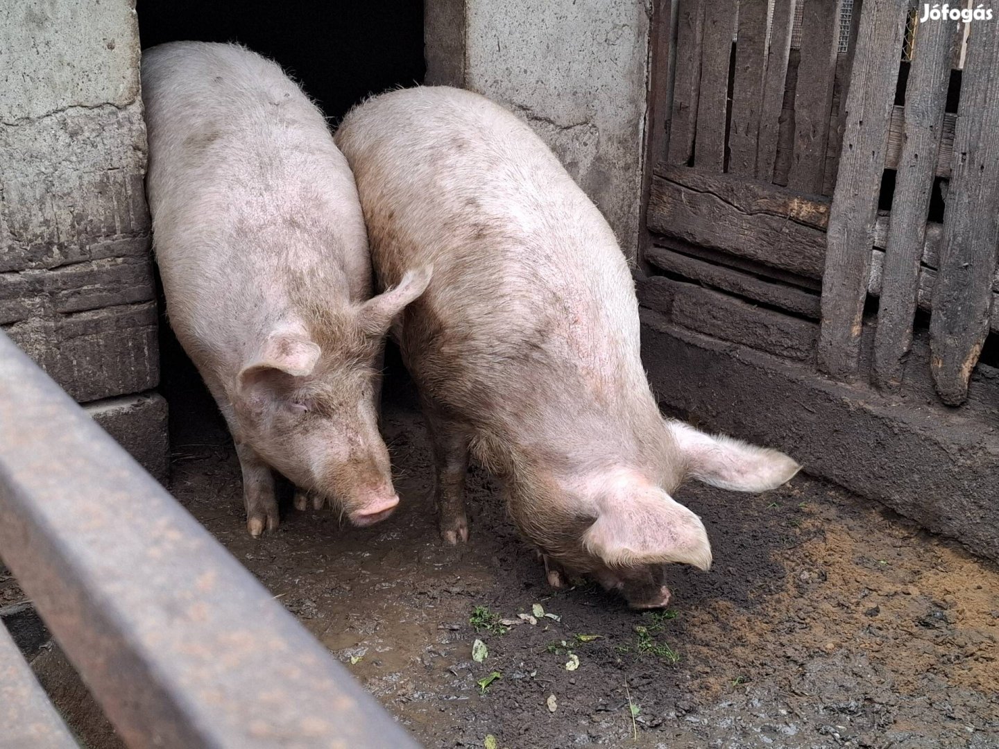 200 kg feletti hízó eladó