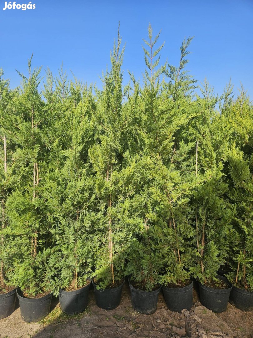 200cm Leylandi ciprus Budapesten!