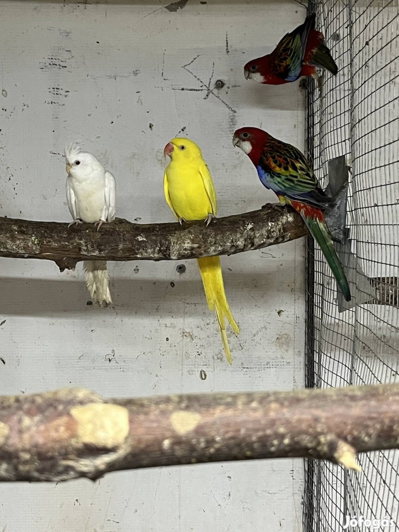 2023 kissándor tojo