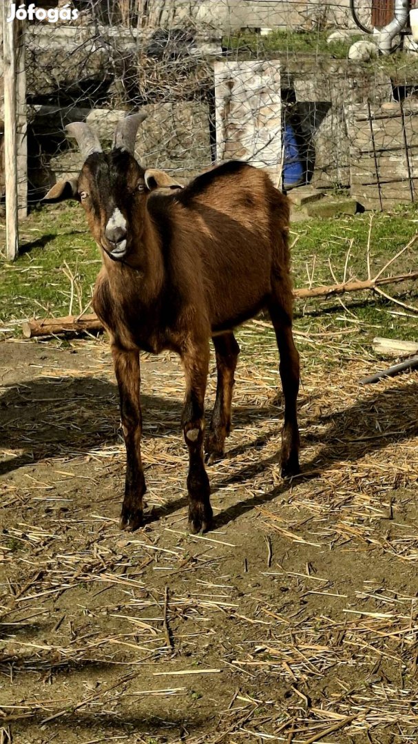 2025 tavaszi születésű bak kecske