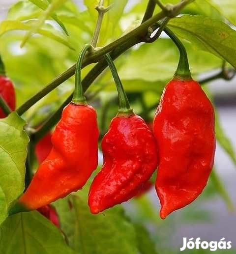 20 db BHUT JOLOKIA NAGA Chilimag  (3188)