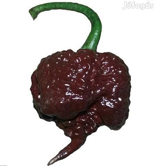 20 db CAROLINA REAPER Chocolate Chilimag  (3187)