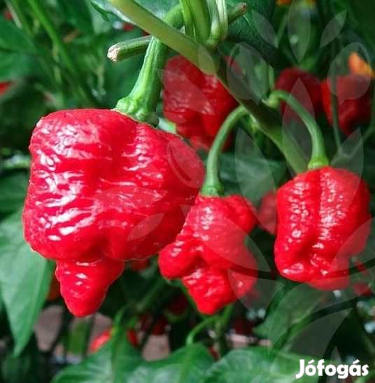 20 db TRINIDAD MORUGA SCORPION Chilimag  (3189)