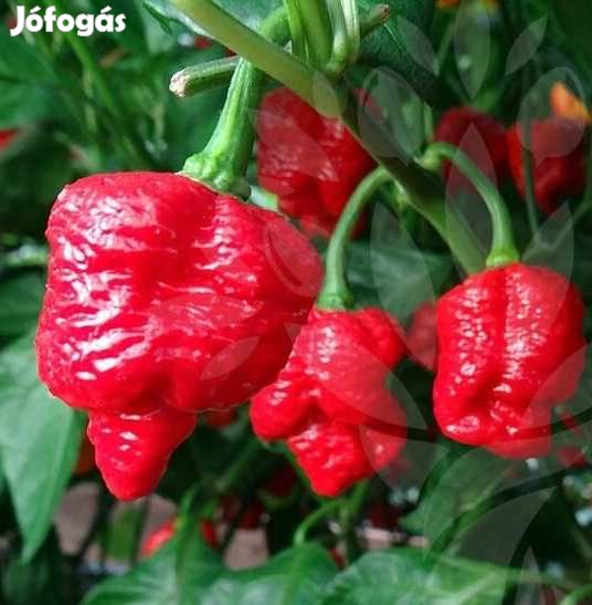 20 db TRINIDAD MORUGA SCORPION Chilimag  (3189)