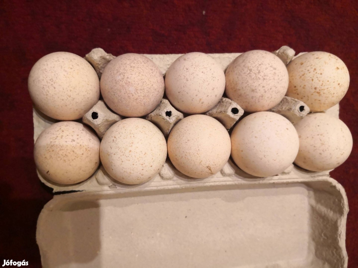 20 db paraszt pulyka keltetni való tojás eladó. 