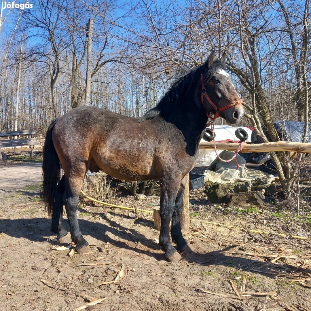 20 hónapos csődör csikó.