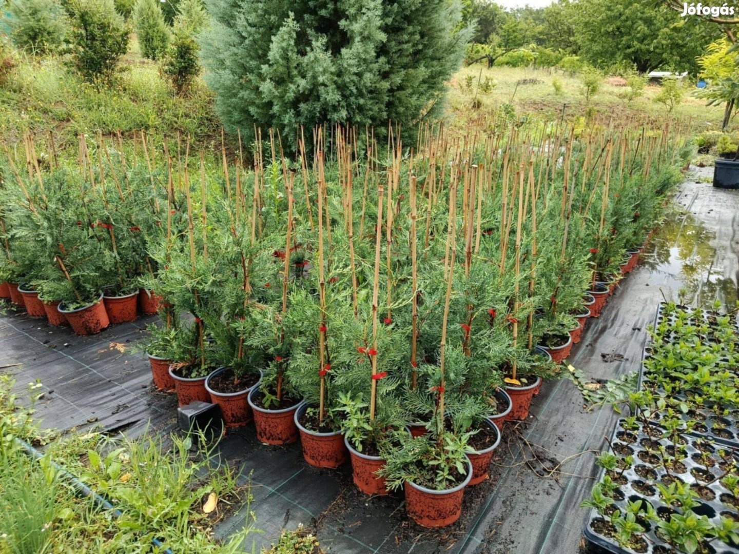 20 méter Leylandi sövény csomag 40 db ciprus
