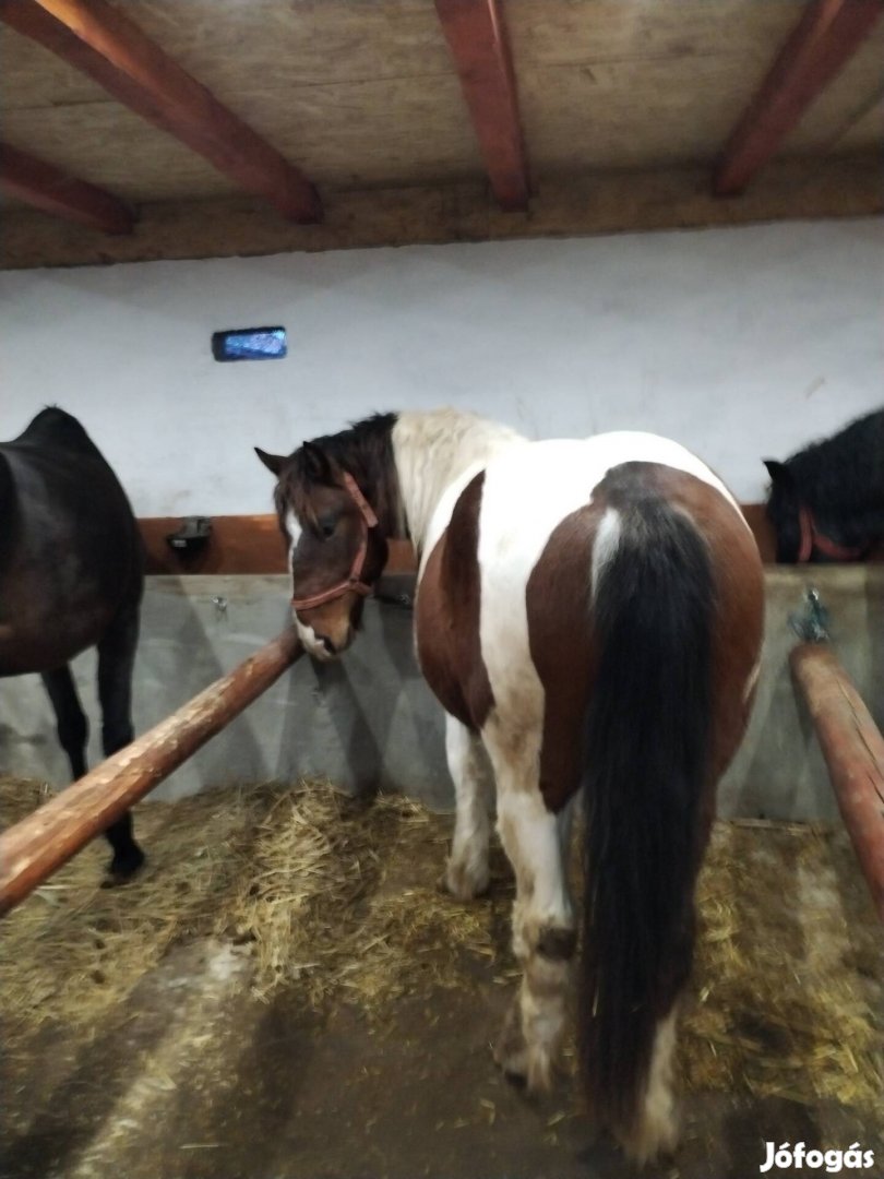 20honapos Horvath hideg vérű tarka buldozer csődör csikó 