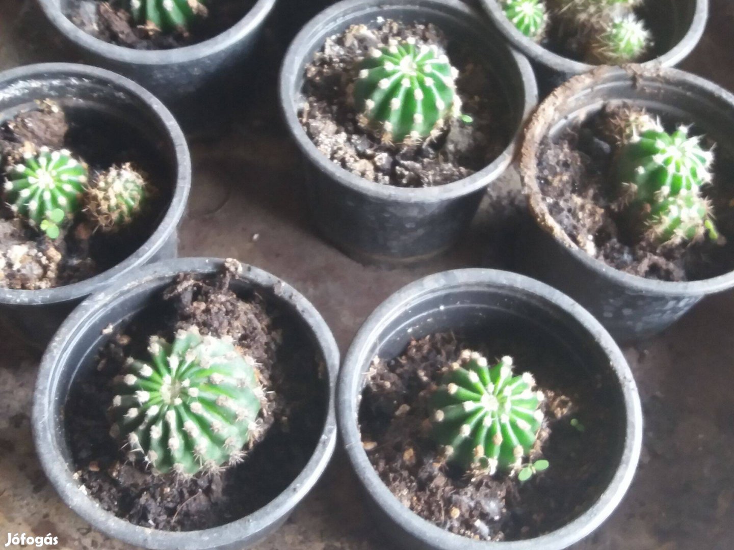 22 db Kaktusz egyben eladó jó áron! kültérre és beltérre