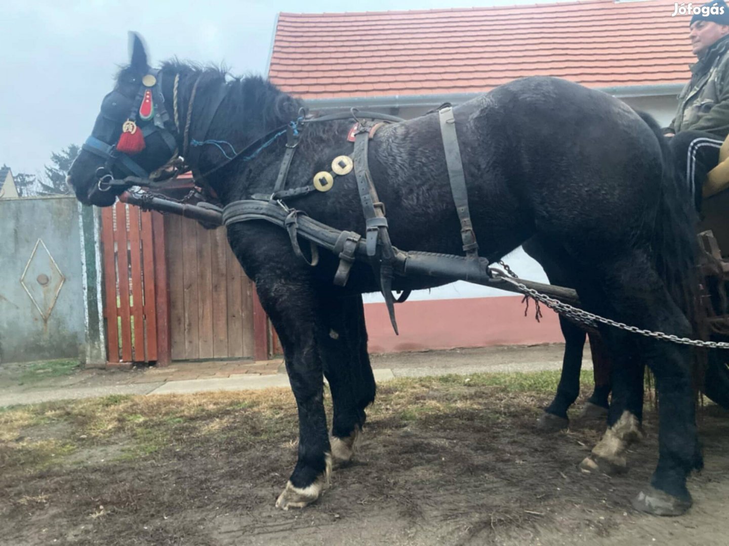 22 hónapos kanca eladó 