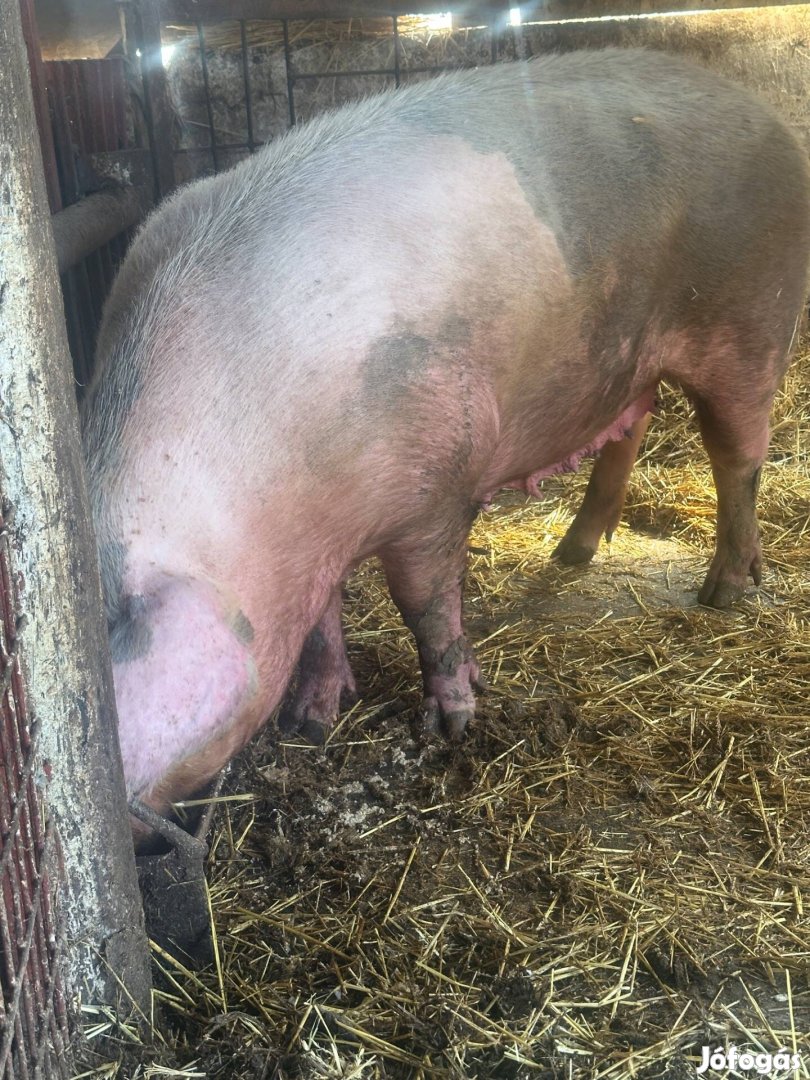 250-270 kg disznó elado
