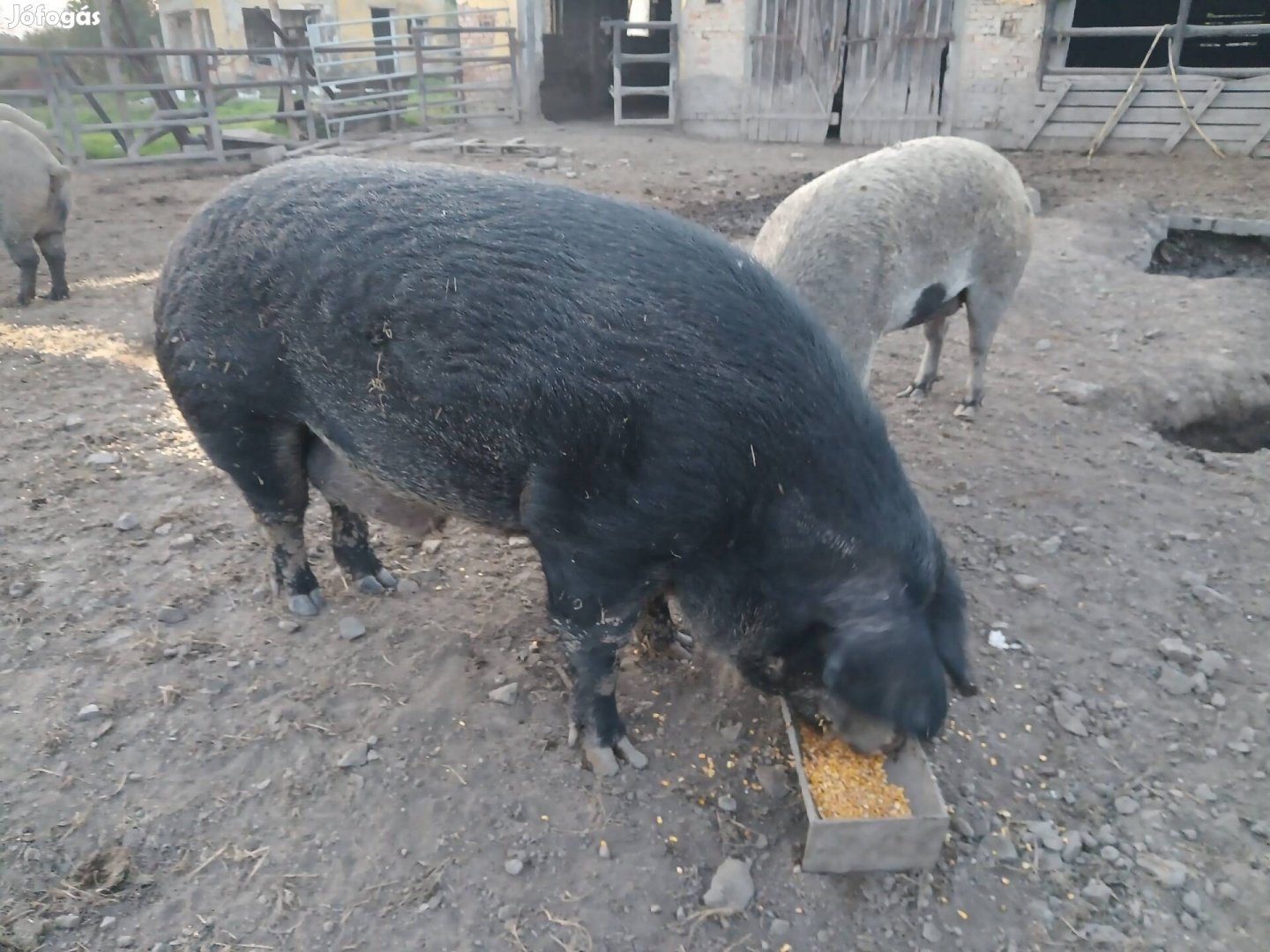 290 Kg os Kandisznó Solton eladó