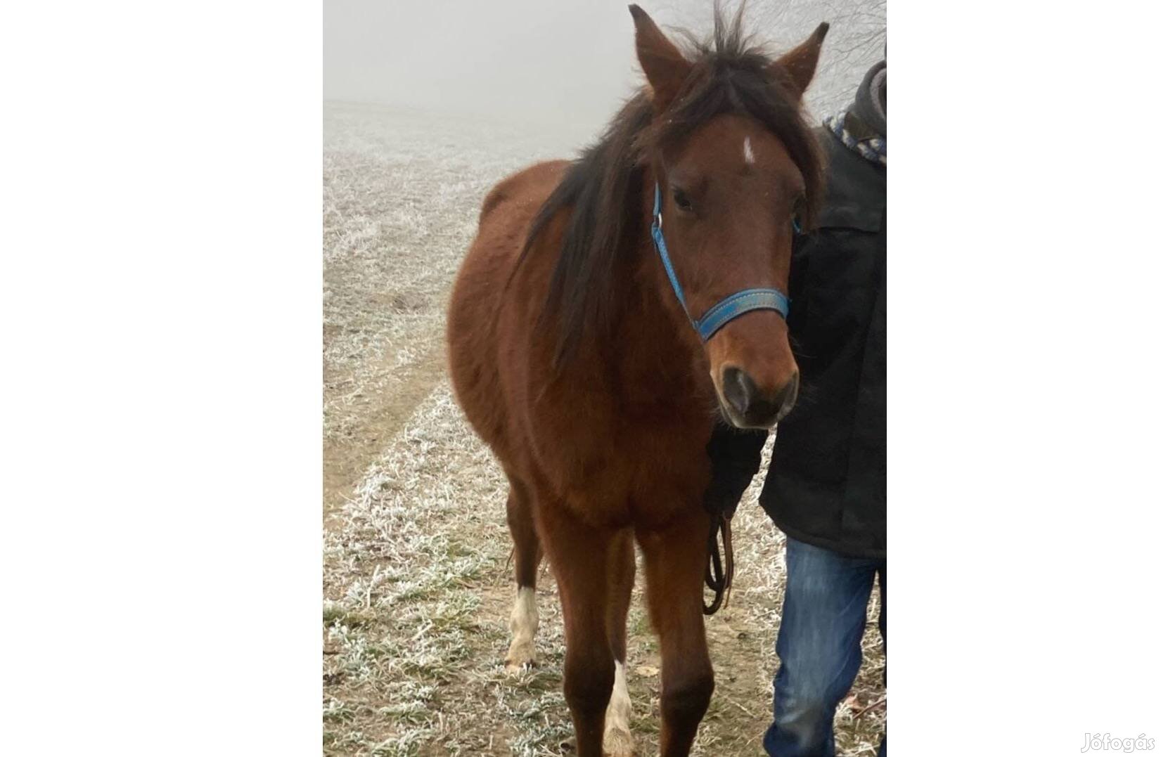 2,5 éves shagya csődör csikó társlónak/kedvencnek eladó