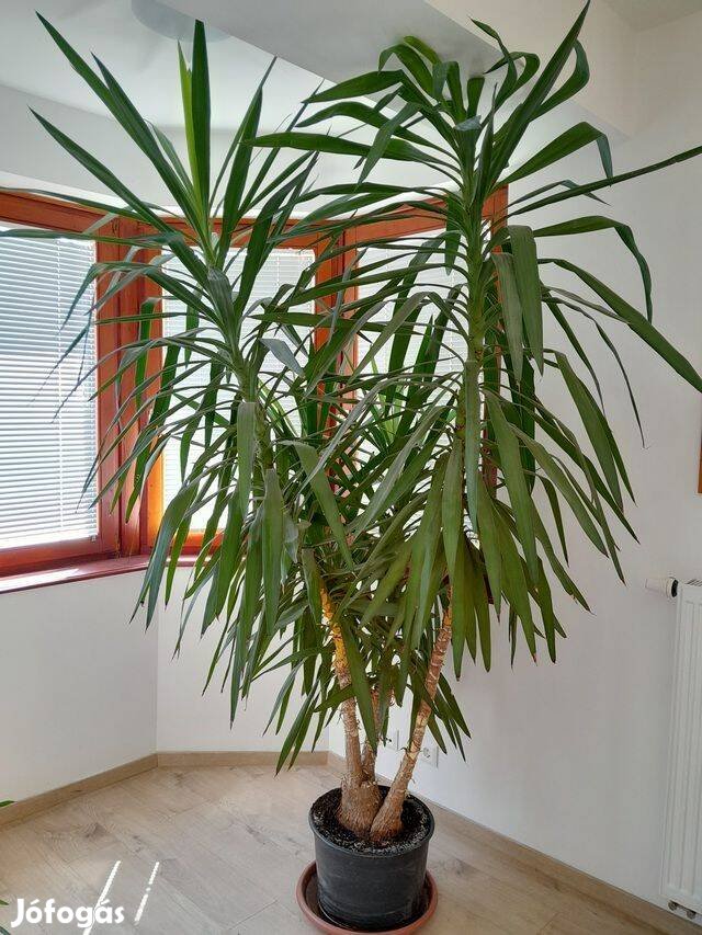 2,5m magas Jukka, (Pálmaliliom - Yucca elephantipes) szobanövény eladó