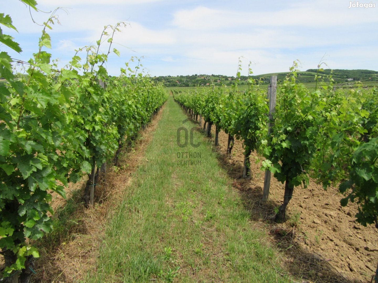 2,8 ha szőlőültetvény eladó