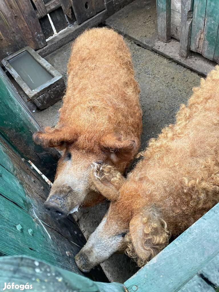 2 Mangalica emse eladó