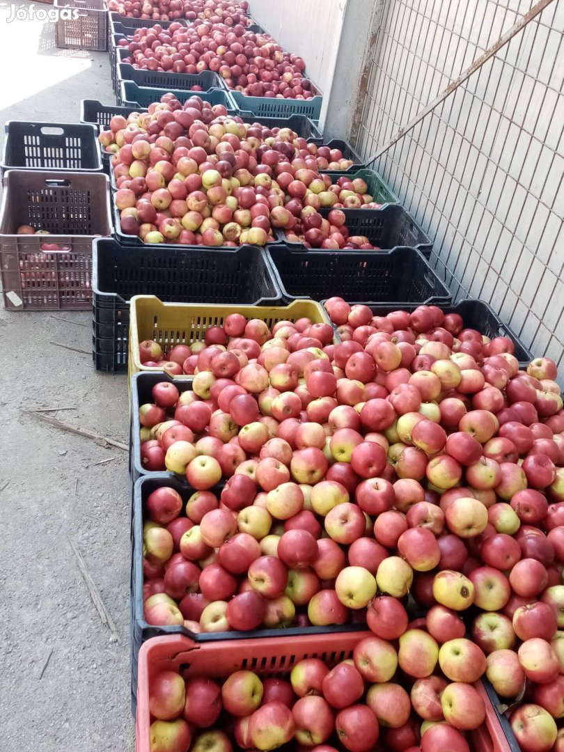 2. Osztályú alma eladó Újpesten léalma cefre cefrealma takarmányalma  
