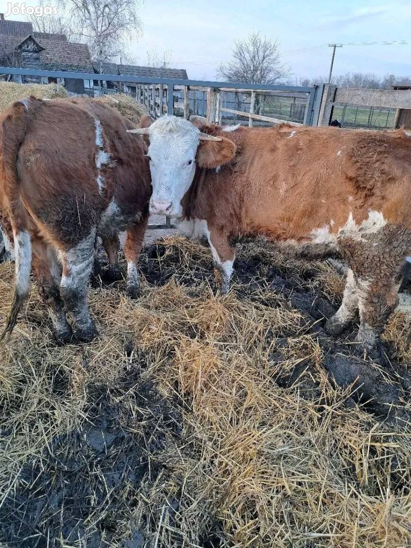 2 db 400 kg körüli üszők