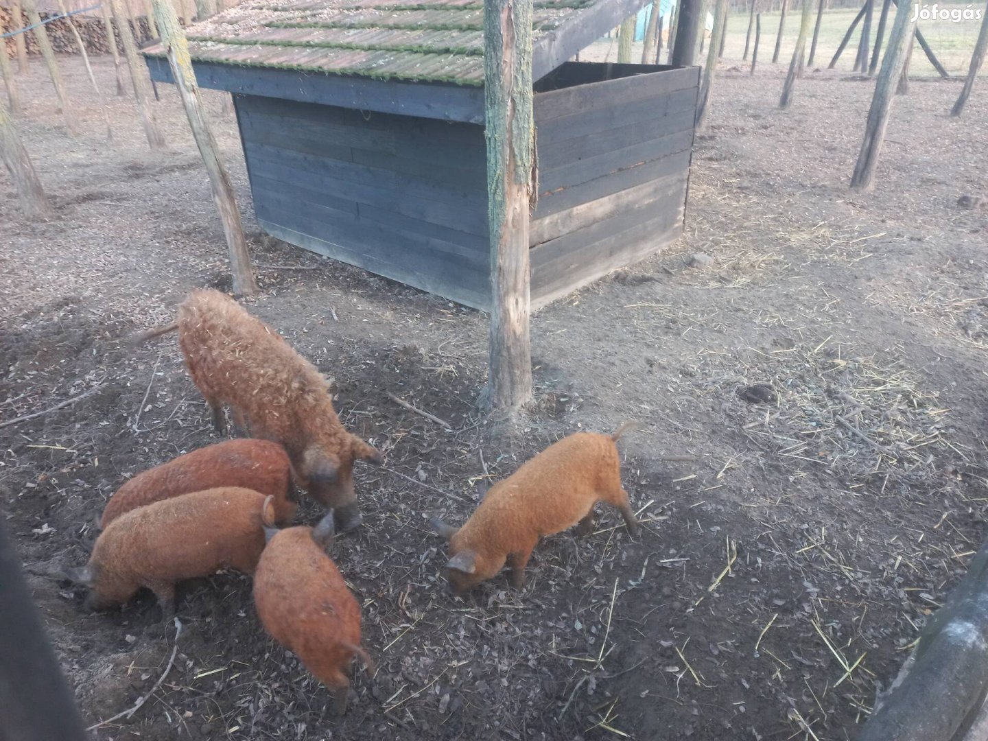 2 db 4 hónapos mangalica malac eladó