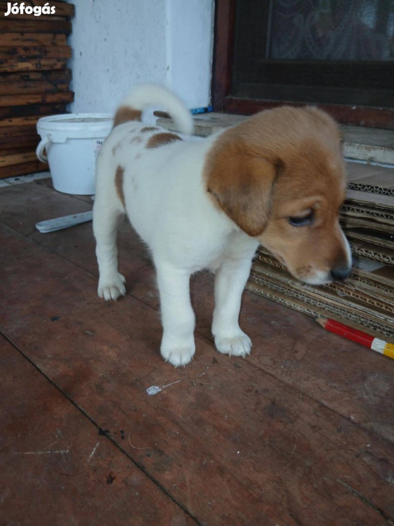 2 db ingyen elvihető fajtatiszta jellegű foxterrier foxi