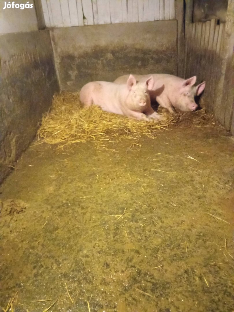 2 db malac eladó Kabán