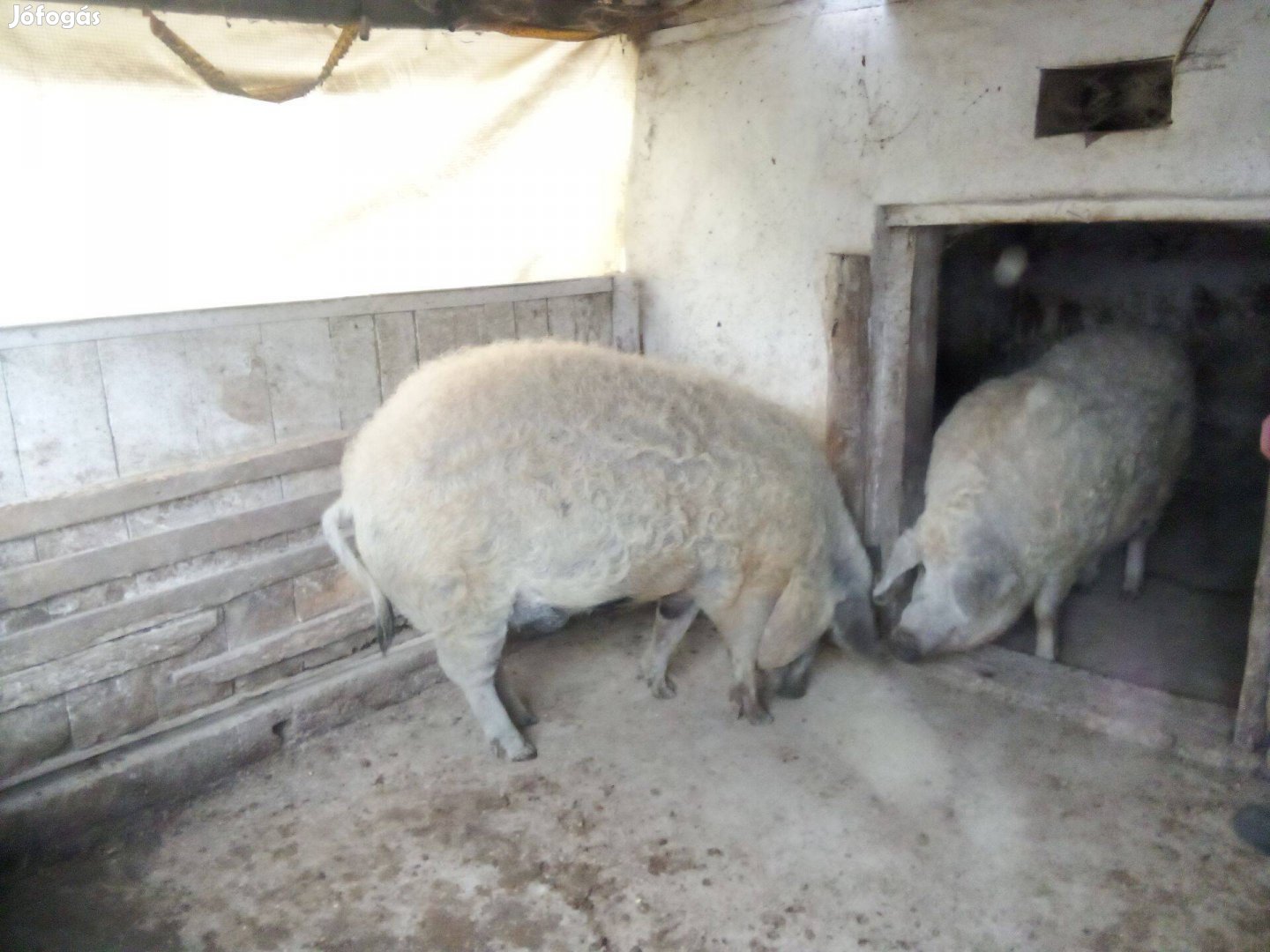 2 db mangalica eladó