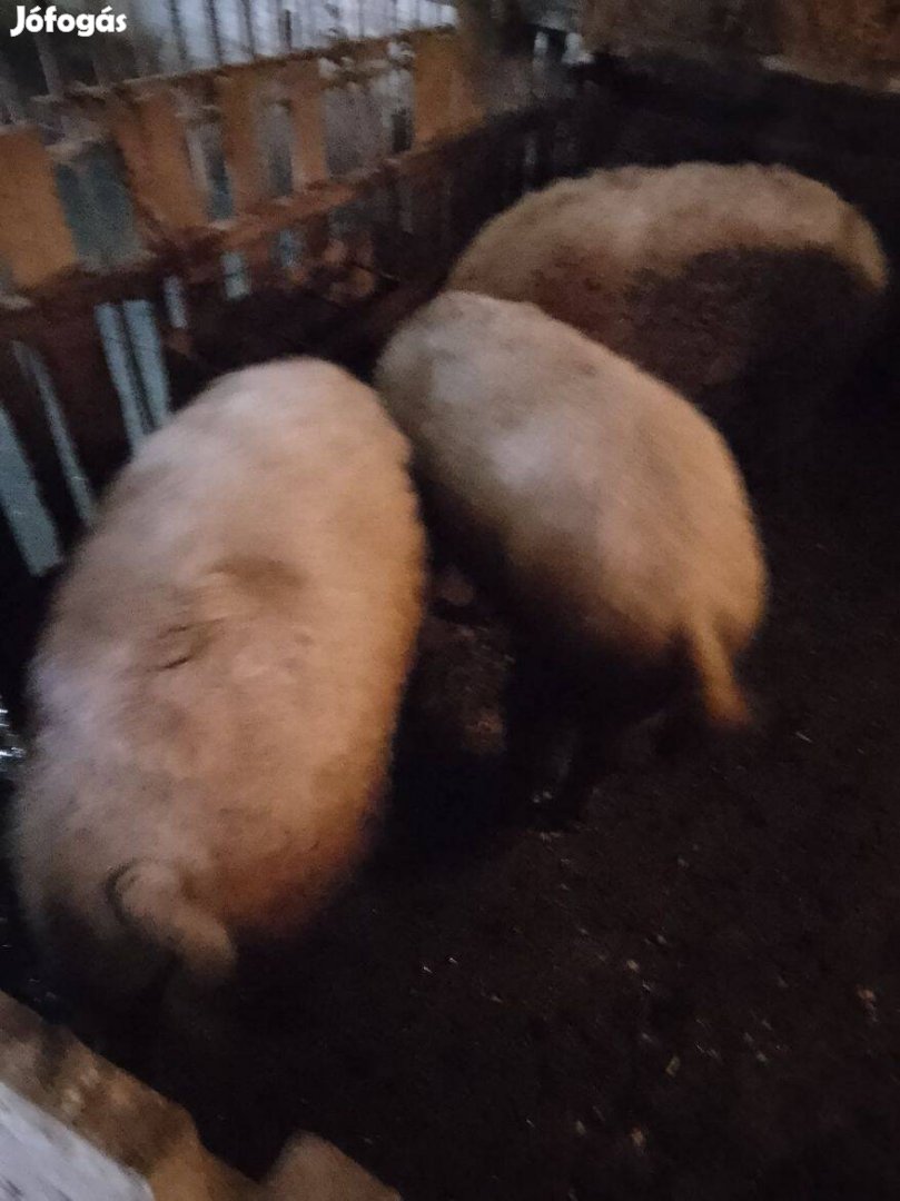 2 db mangalica hízó eladó 140-150kg