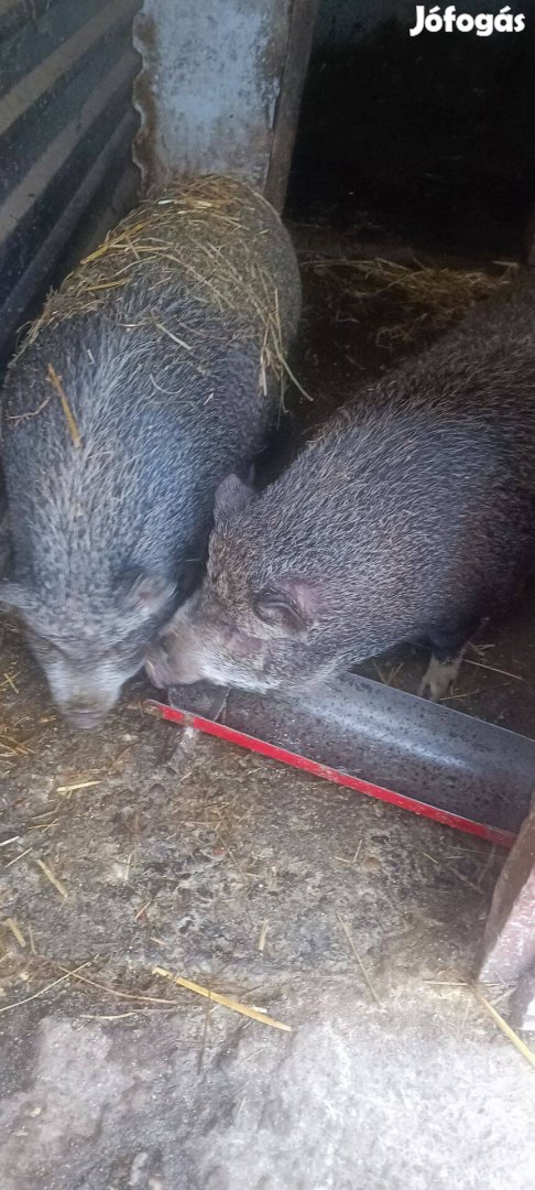 2 db vietnámi keverék hizót cserélném