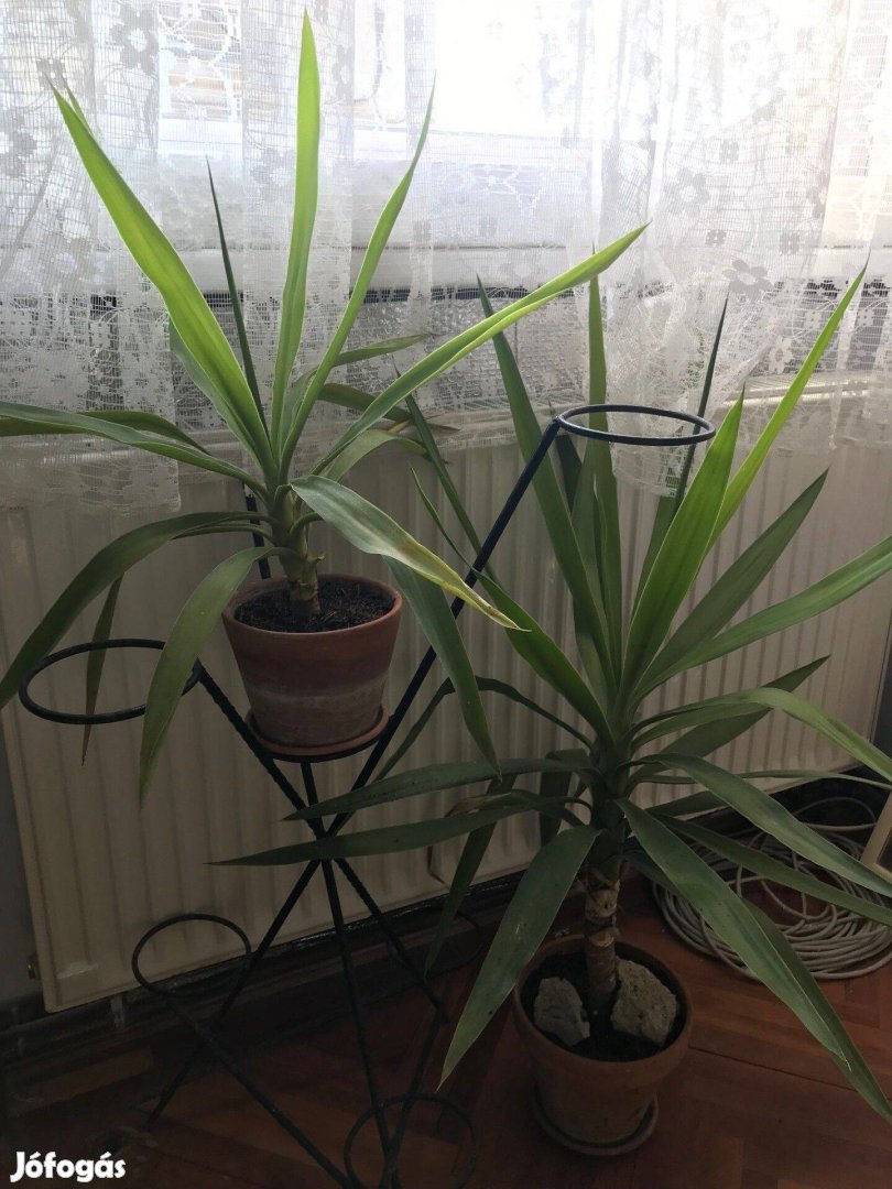 2 db yucca, jukka: 3500 a kettő együtt