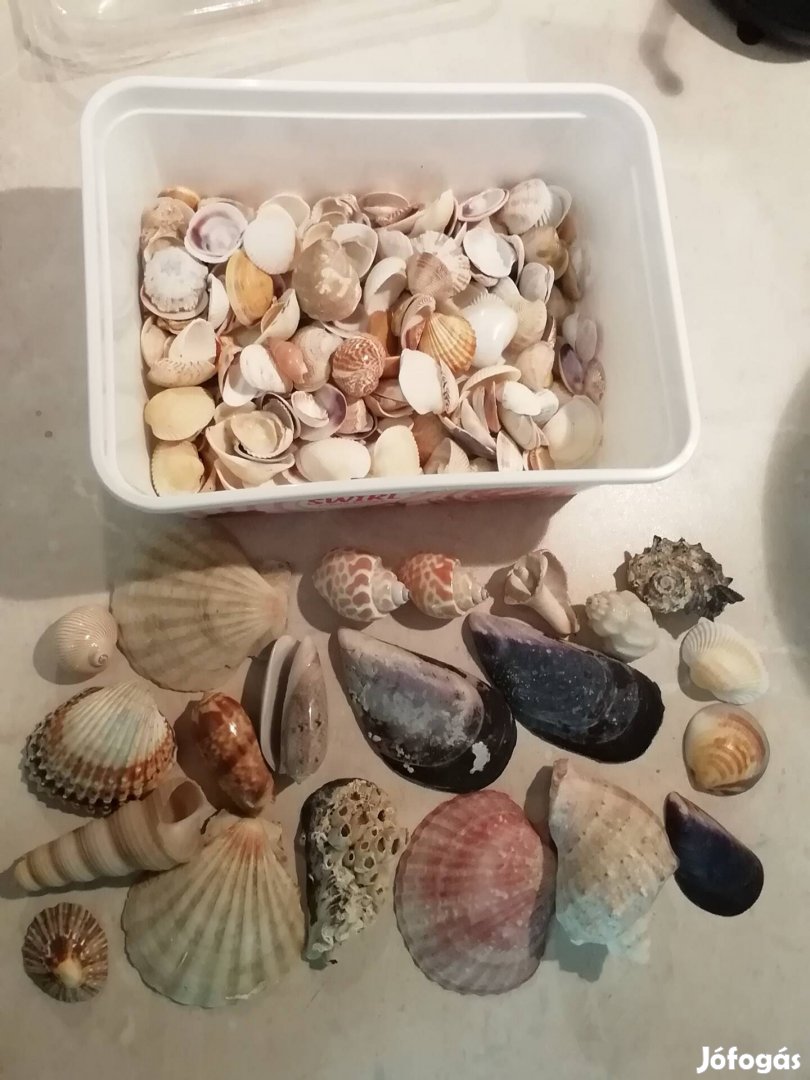 2 doboz kagyló gyűjtemény 