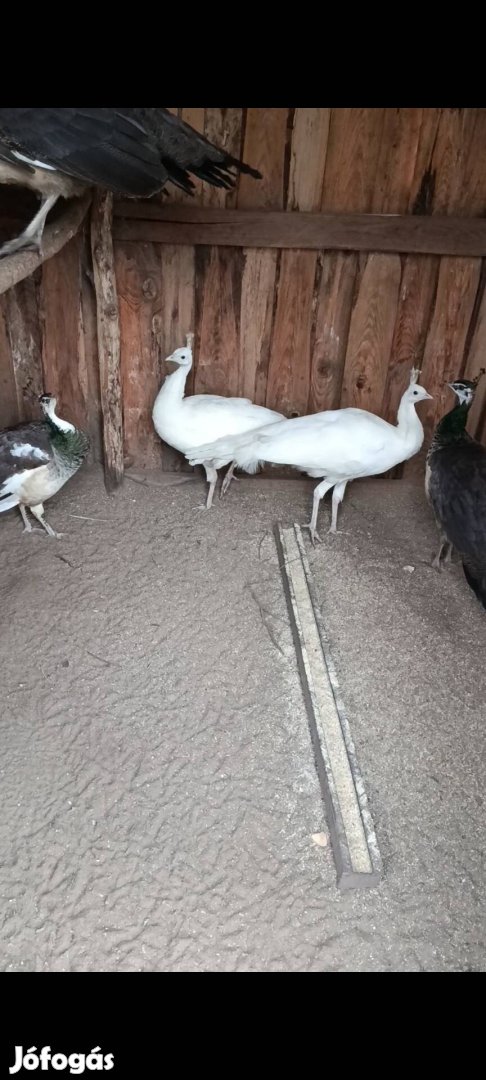 2 egyed tavalyi 2025-ös fehér valószínűleg kakas páva