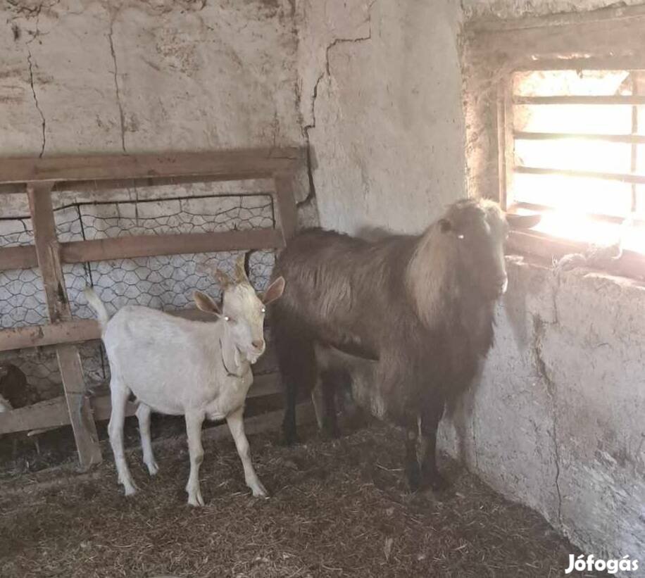 2 és fél éves alpesi keverér bak kecske