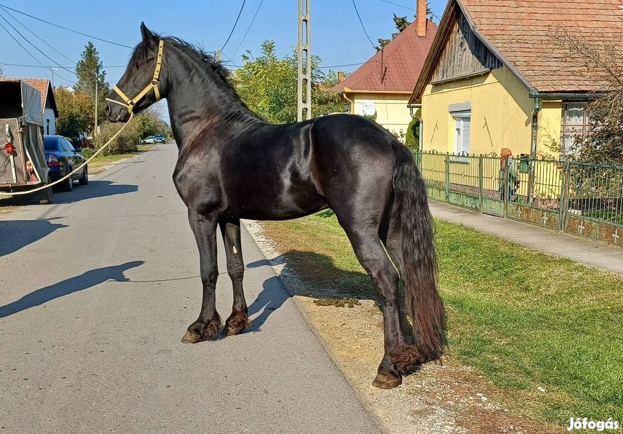 2 éves fríz csődör eladó 