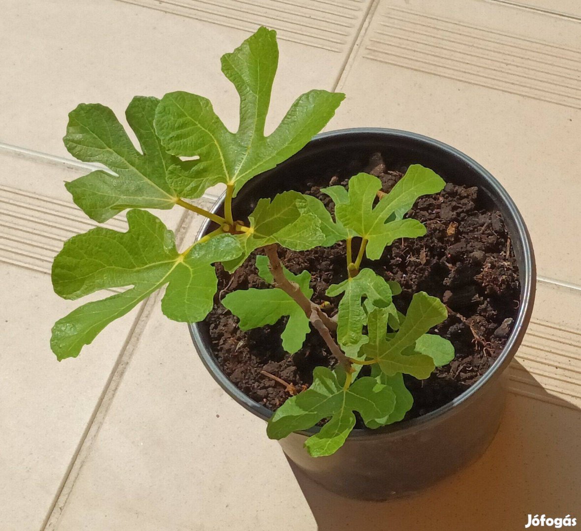 2 éves füge palánták - fagytűrő Ficus Carica fajták vehetők