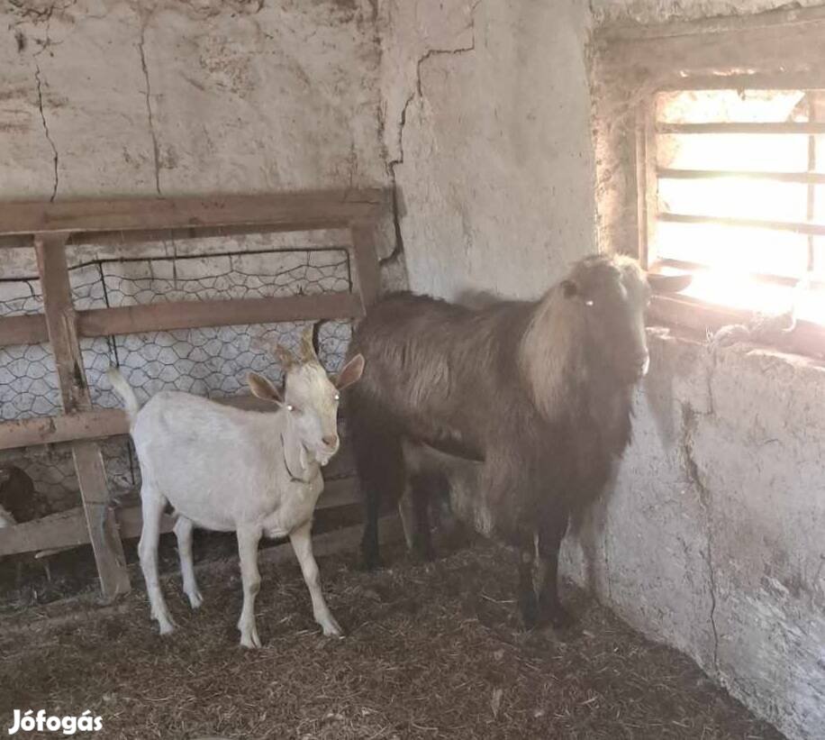 2 éves múlt Alpesi keverek bak kecske