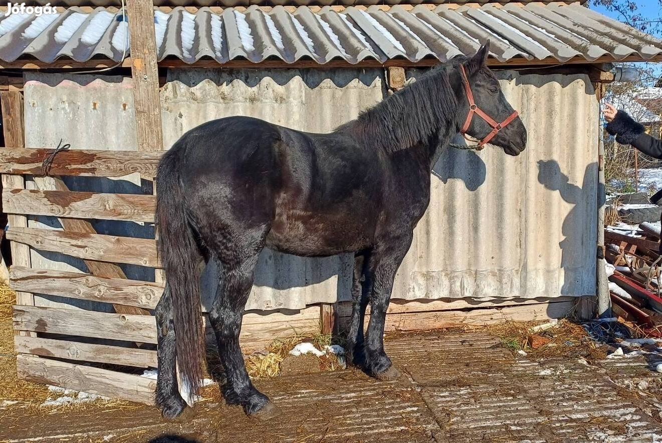 2 éves sodrott csikó eladó 