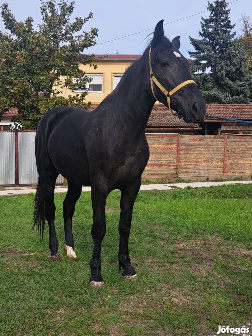 2 éves sodrott kanca csiko eladó cserélhető!