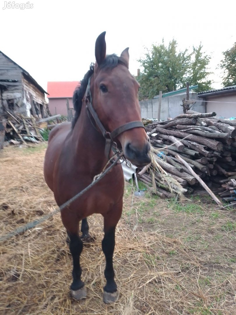 2 éves sodrott pej kanca eladó 