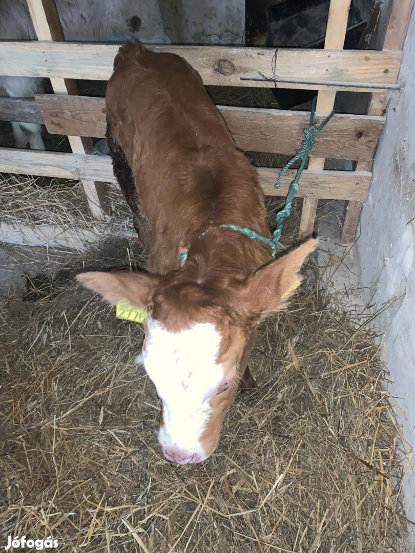 2 hetes limousin borjú eladó